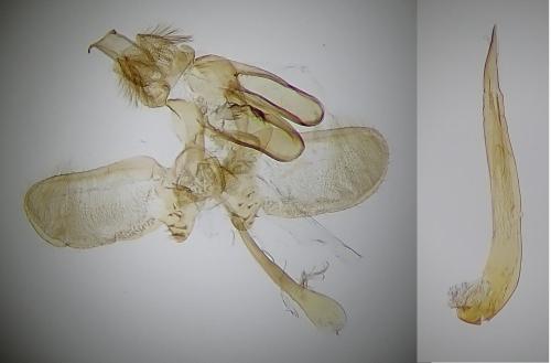 Ochsenheimeria taurella